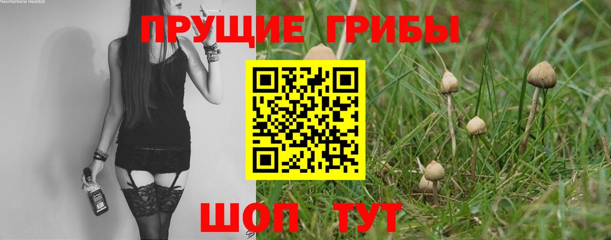 Ртищево  Галлюциногенные грибы прущие грибы  Вход с VPN 